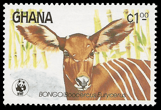 Read more about the article Ghana 1984 Bongo