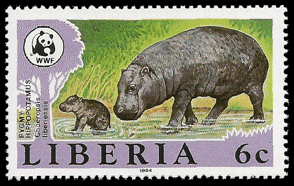 Read more about the article Liberia 1984 Pigmy Hippopotamus