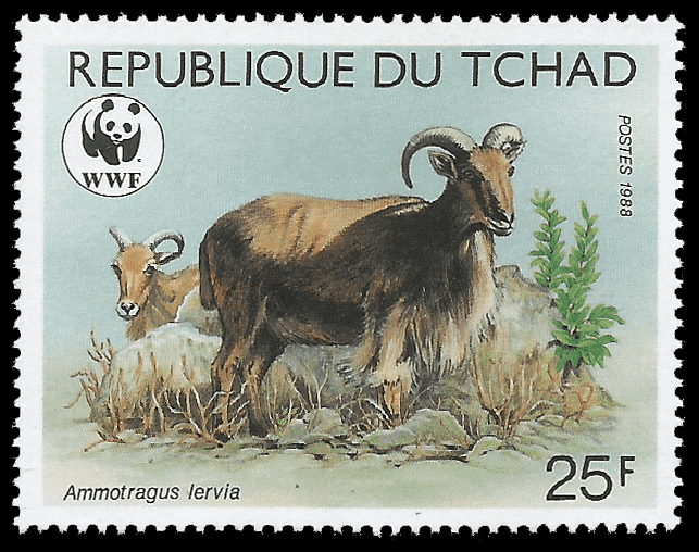 Read more about the article Chad 1988 Barbary Sheep