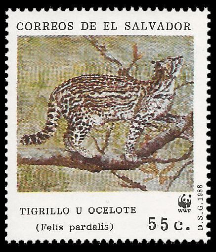 Read more about the article El Salvador 1988 Ocelot and Margay