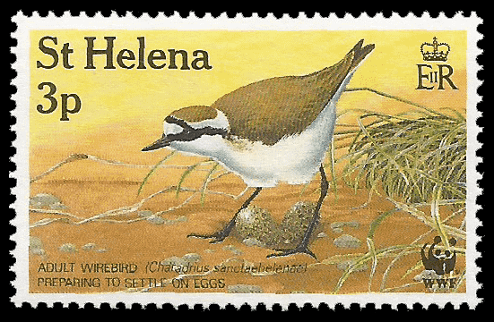 Read more about the article Saint Helena 1993 Saint Helena Wirebird